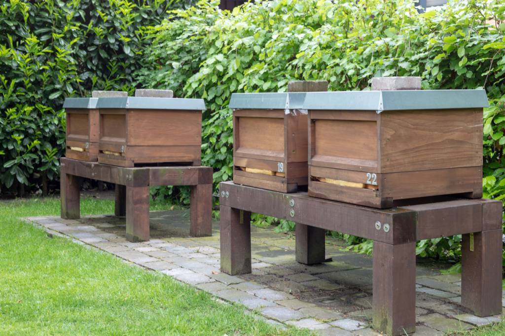 Installez des ruches près de votre entreprise