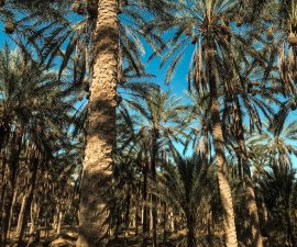 Palmiers huile de palme