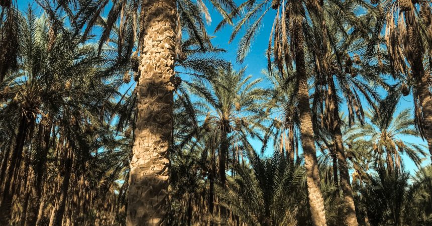 Palmiers huile de palme