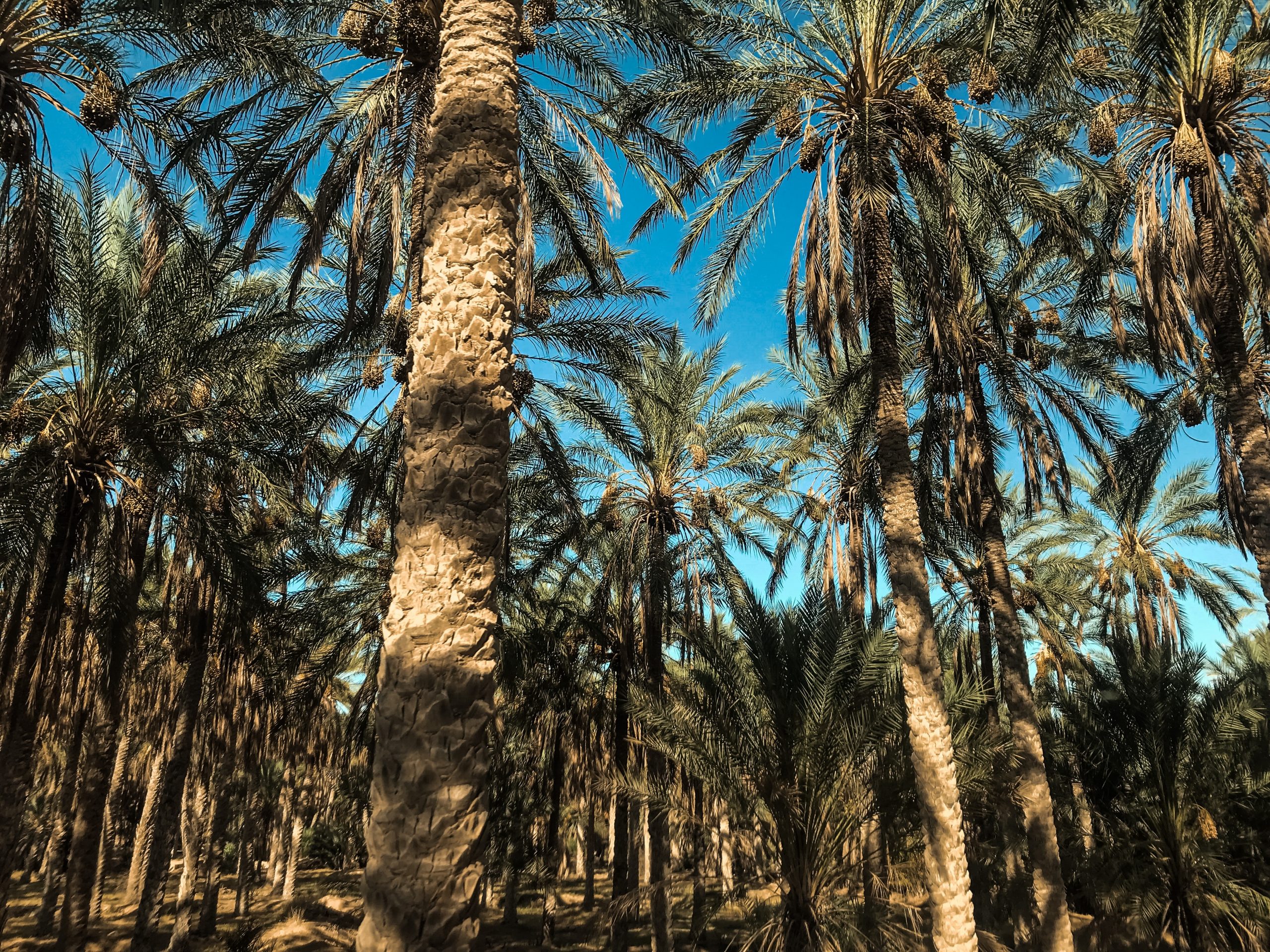 Existe-t-il une alternative plus écologique à l’huile de palme?