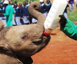 ong aide aux éléphants