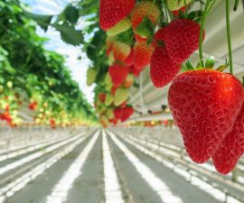 agriculture productiviste fraises