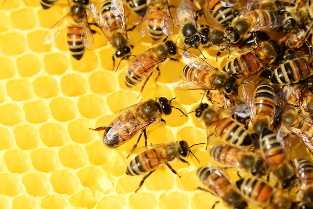 Comment soutenir les apiculteurs locaux ?