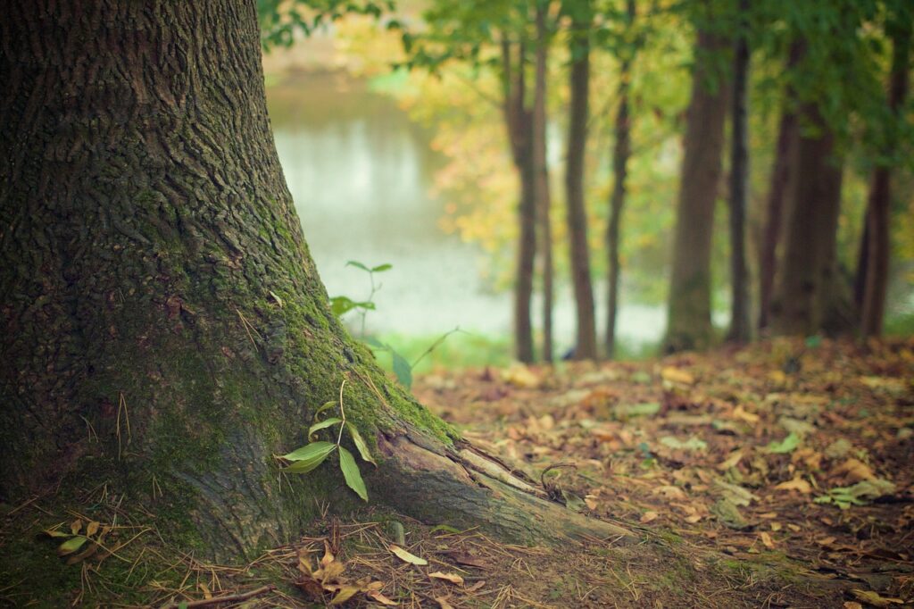 arbre ancien protection projet aux arbres citoyen